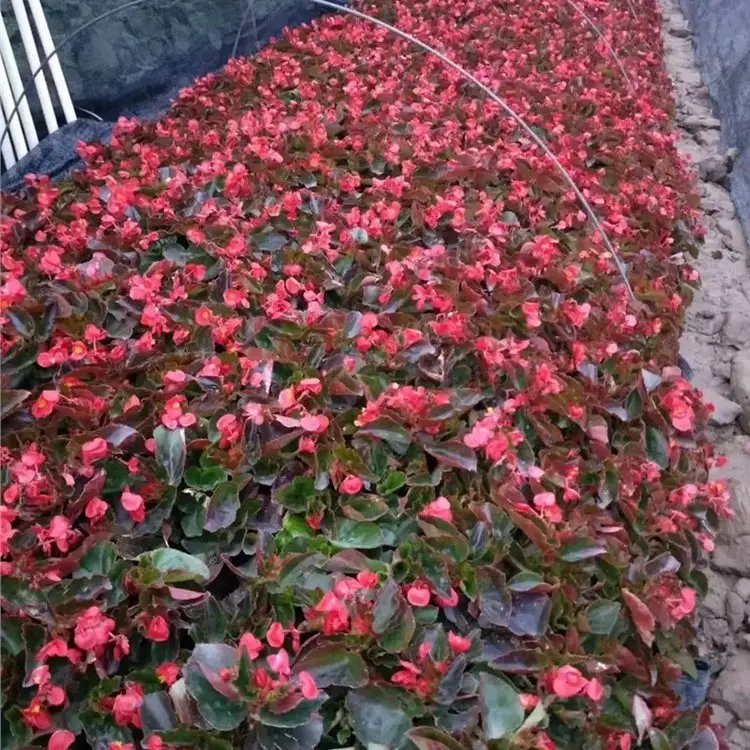 秋海棠杯苗容器苗