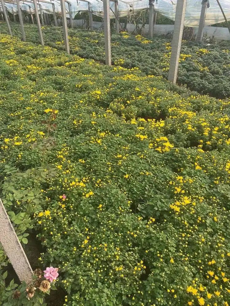 球菊杯苗容器苗