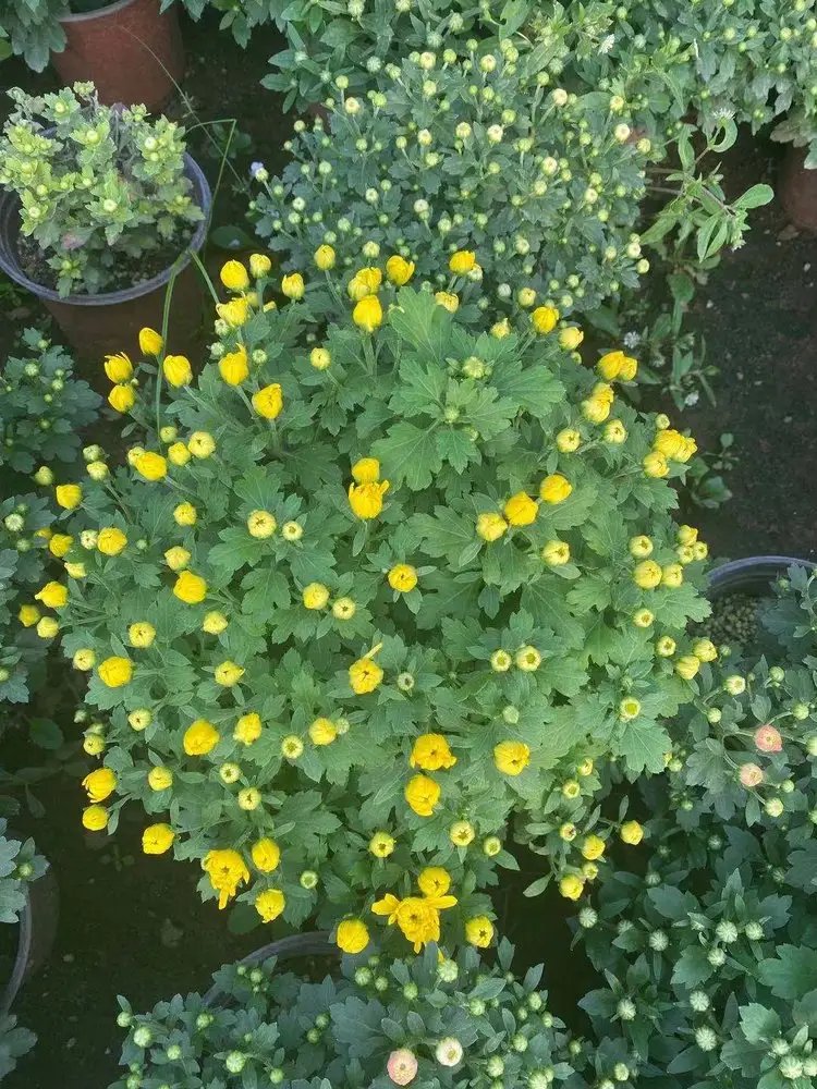 球菊杯苗容器苗