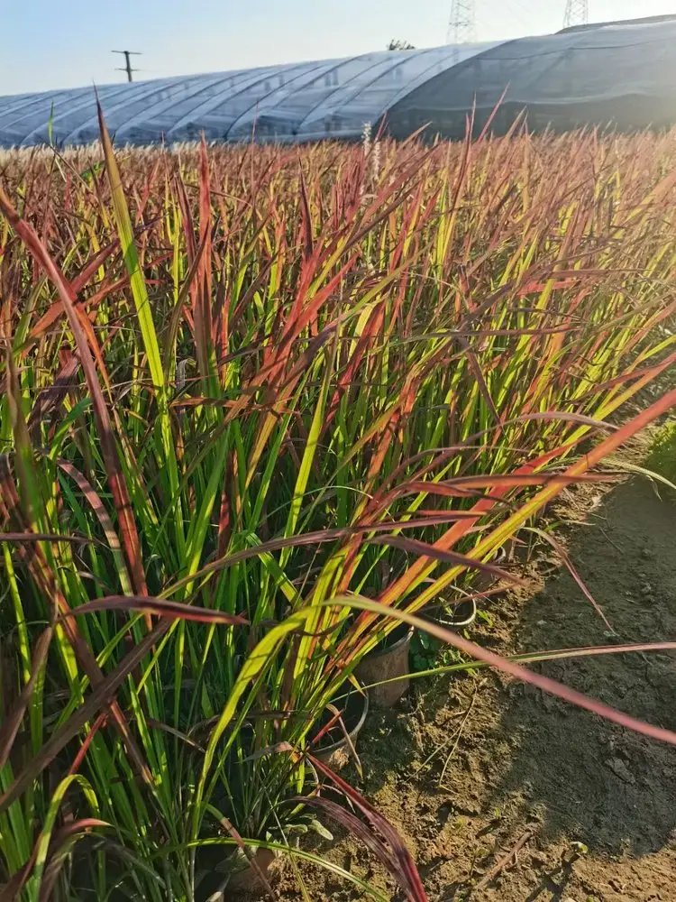 日本血草杯苗容器苗