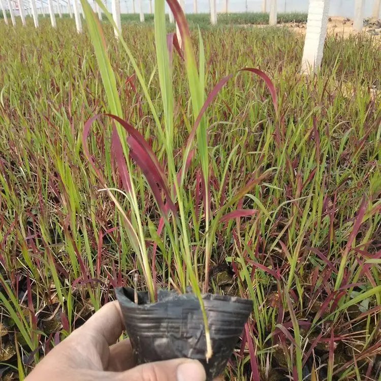 日本血草杯苗容器苗