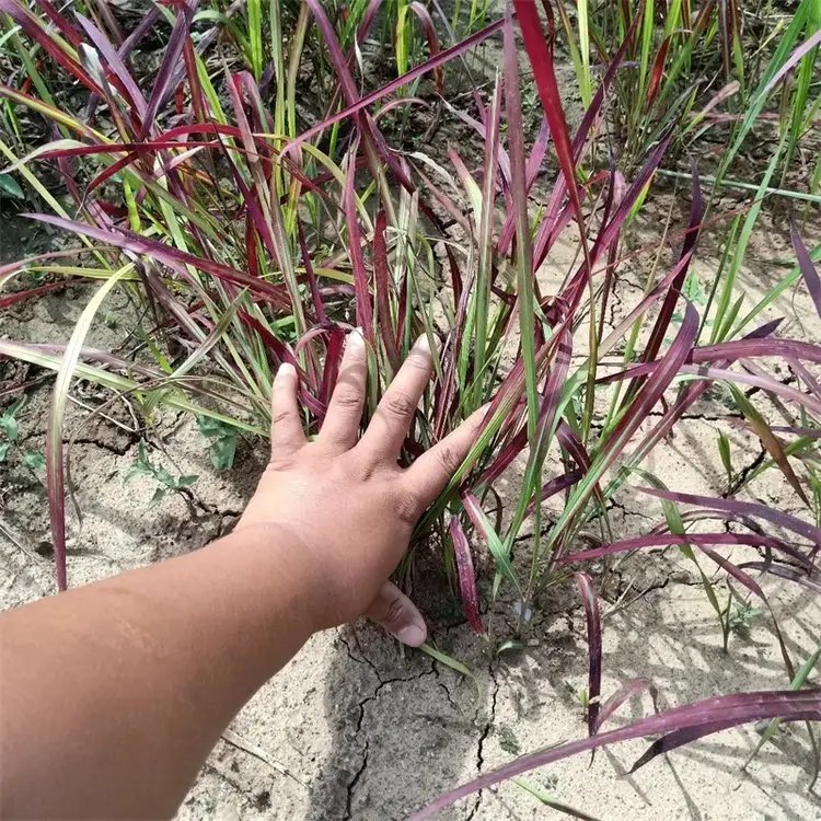 日本血草杯苗容器苗