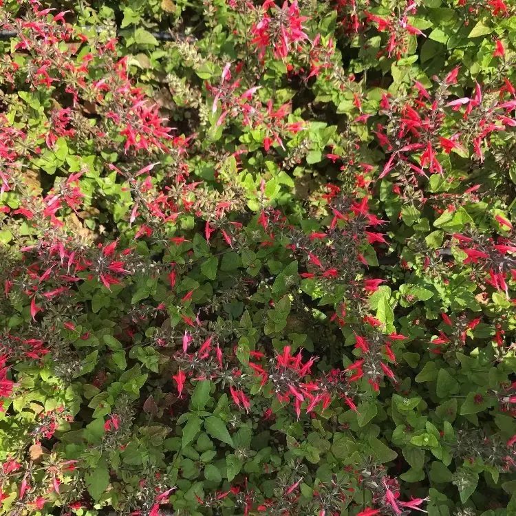 紅花鼠尾草杯苗容器苗