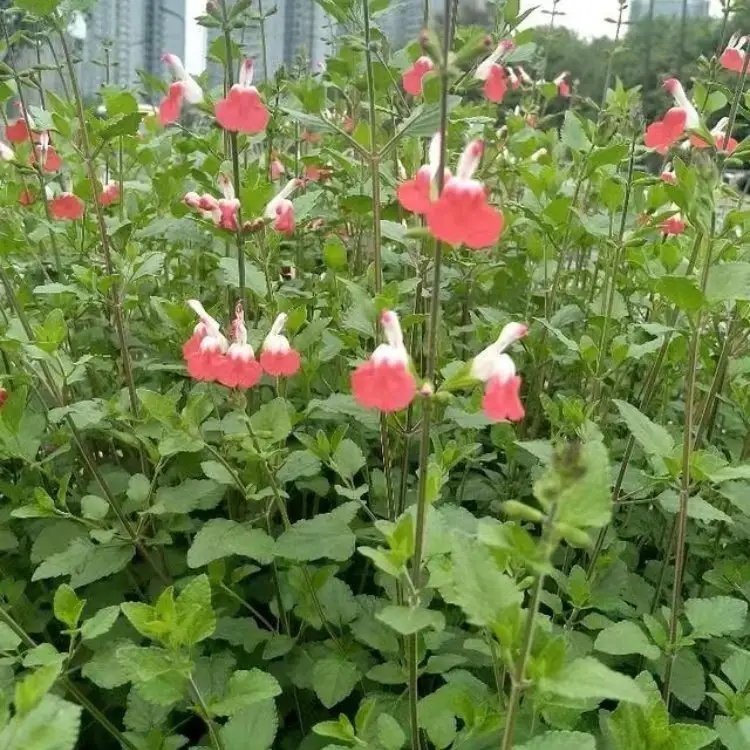紅花鼠尾草杯苗容器苗