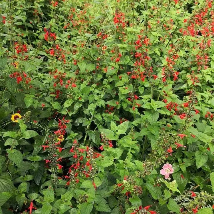 紅花鼠尾草杯苗容器苗
