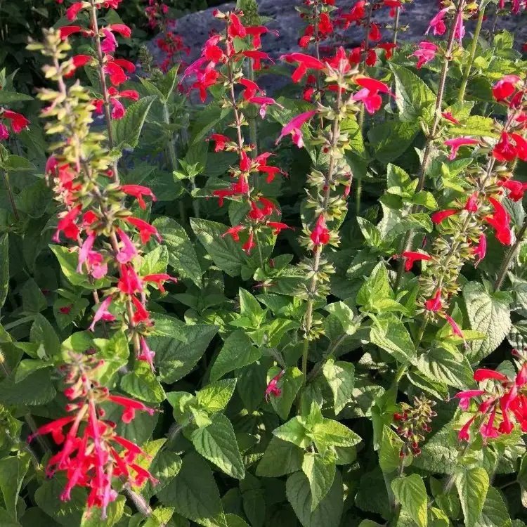 紅花鼠尾草杯苗容器苗