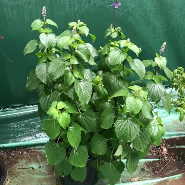 薩利<a href='http://www.hn123.net.cn/caohuazhongzi/1044.html' target='_blank'>芳香鼠尾草</a>杯苗容器苗