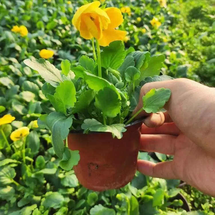 三色堇杯苗容器苗