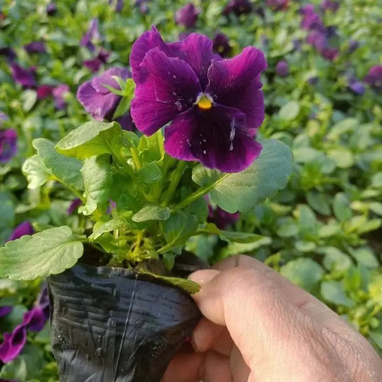 三色堇杯苗容器苗