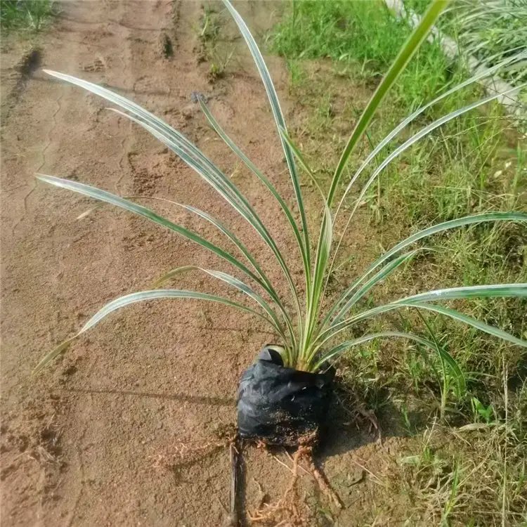 山管蘭杯苗容器苗