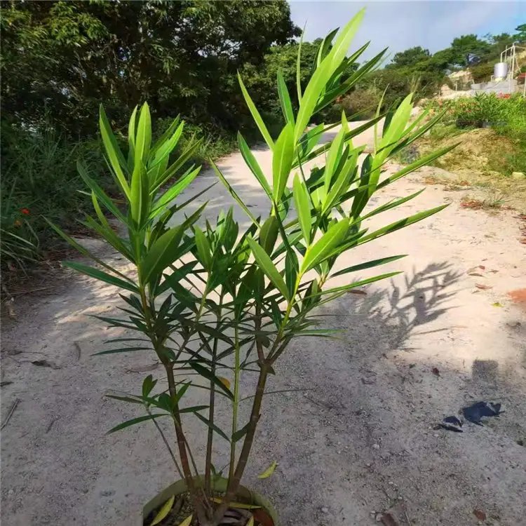 夾竹桃杯苗容器苗