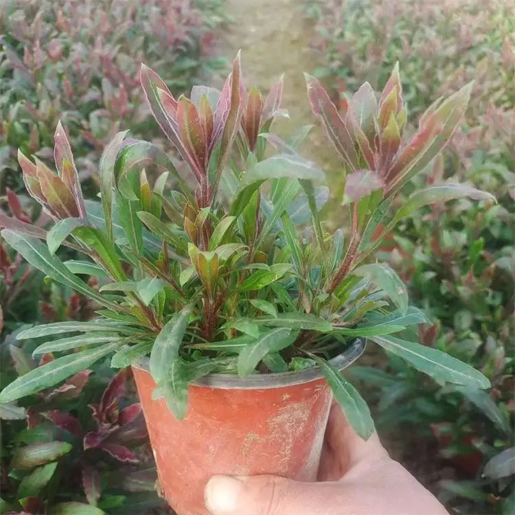 <a href='http://www.hn123.net.cn/guoshuzhongzi/2185.html' target='_blank'>山桃</a>草杯苗容器苗
