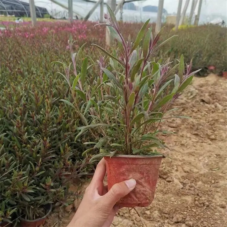 山桃草杯苗容器苗