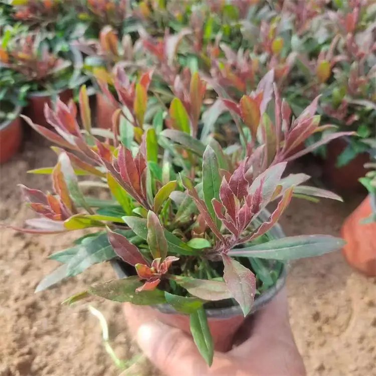 山桃草杯苗容器苗