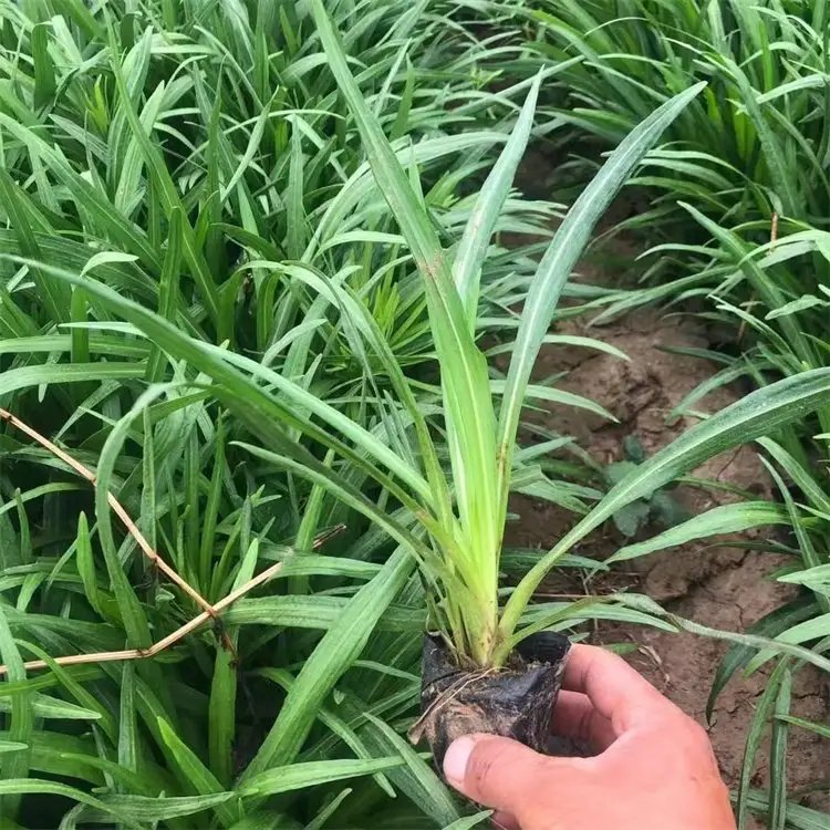 蛇鞭菊杯苗容器苗