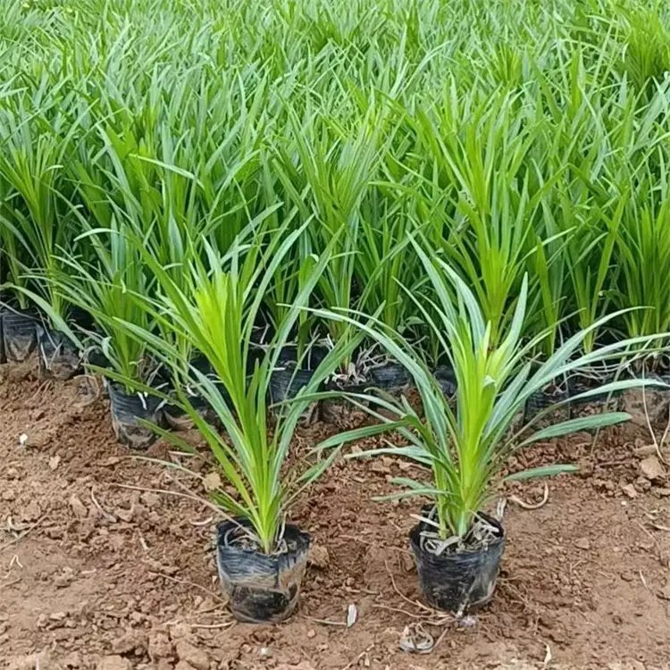 蛇鞭菊杯苗容器苗