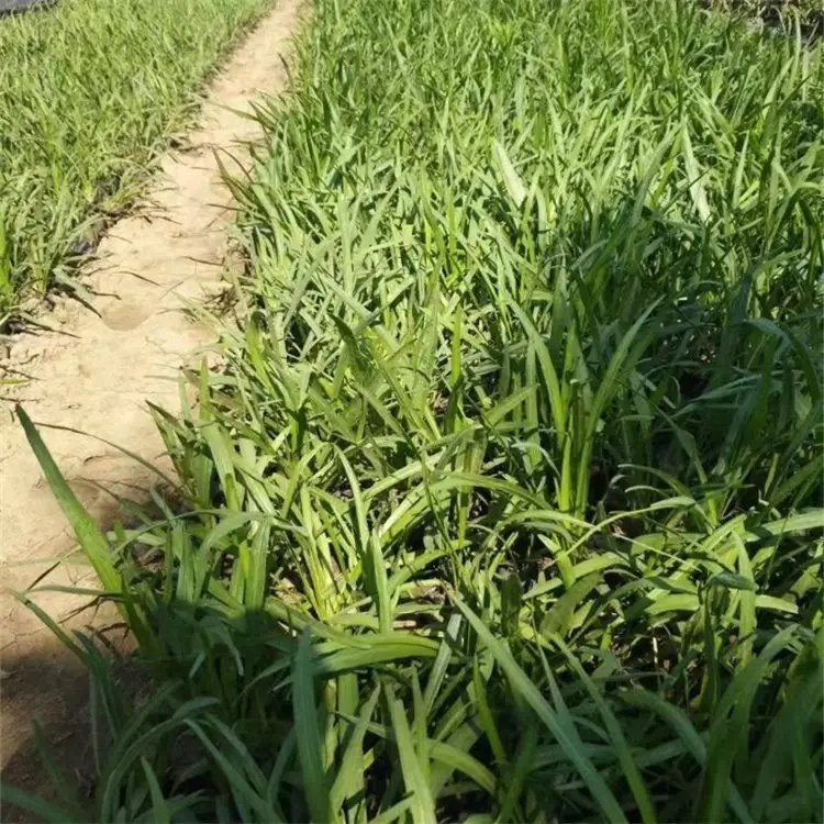 蛇鞭菊杯苗容器苗