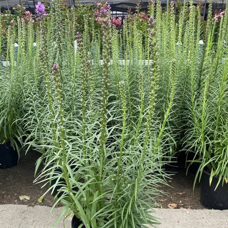 蛇鞭菊杯苗容器苗