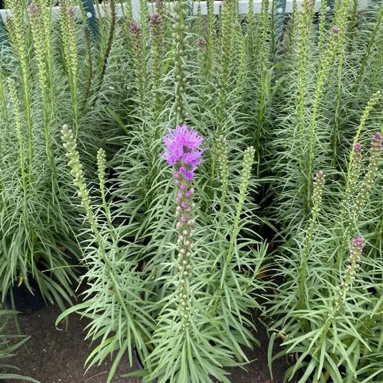 <a href='http://www.hn123.net.cn/caohuazhongzi/1620.html' target='_blank'>蛇鞭菊</a>杯苗容器苗