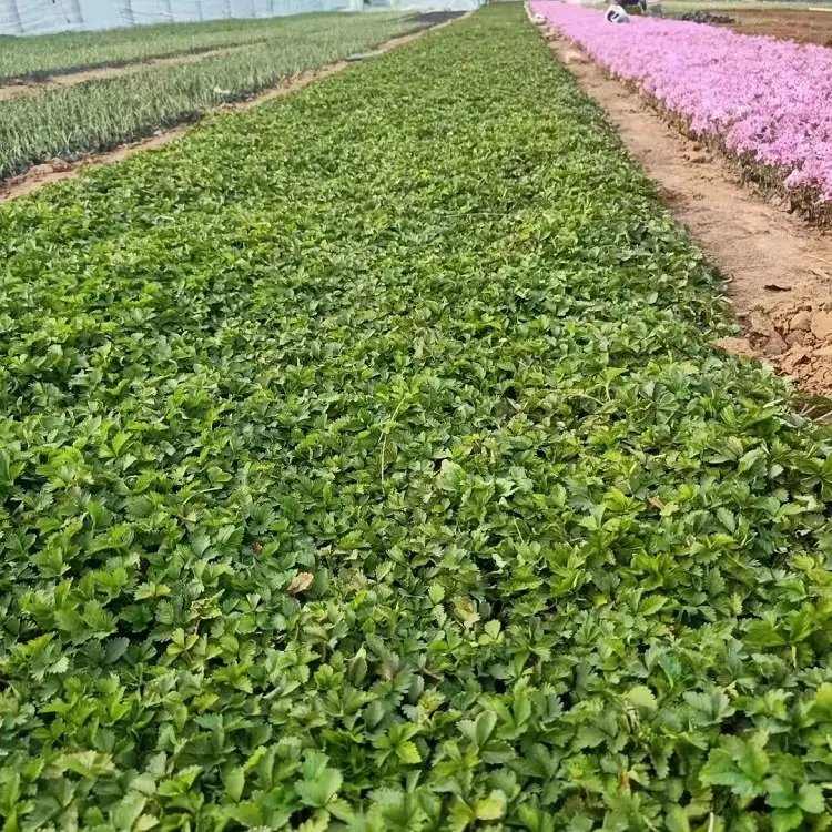 蛇莓杯苗容器苗