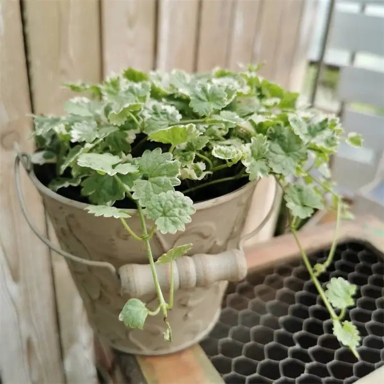 花葉歐亞活血丹杯苗容器苗