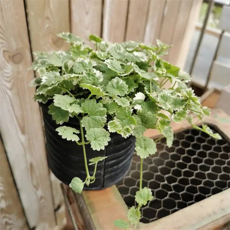 花葉歐亞活血丹杯苗容器苗