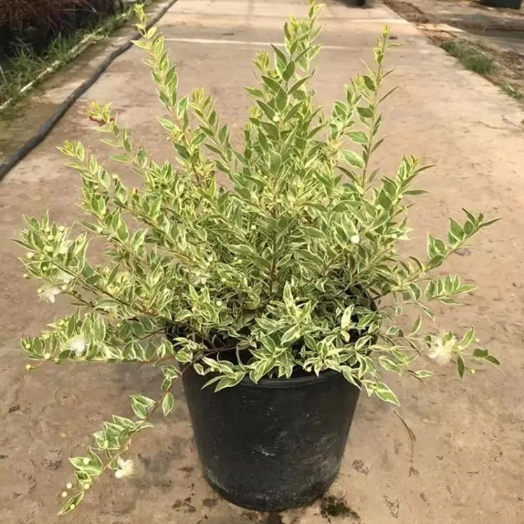 花葉香桃木杯苗容器苗