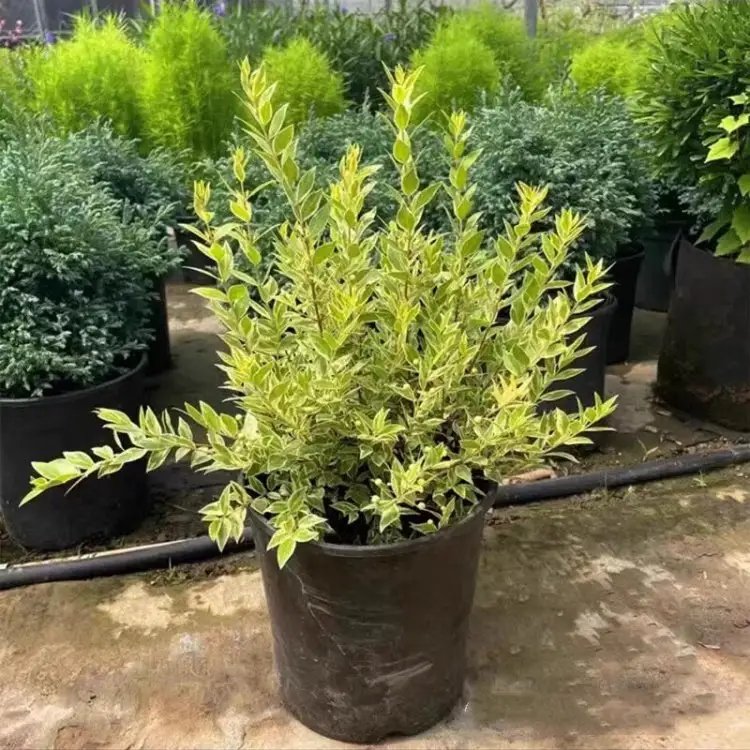 花葉香桃木杯苗容器苗