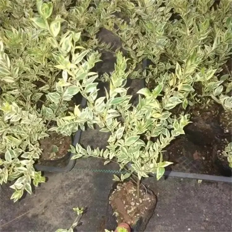 花葉香桃木杯苗容器苗