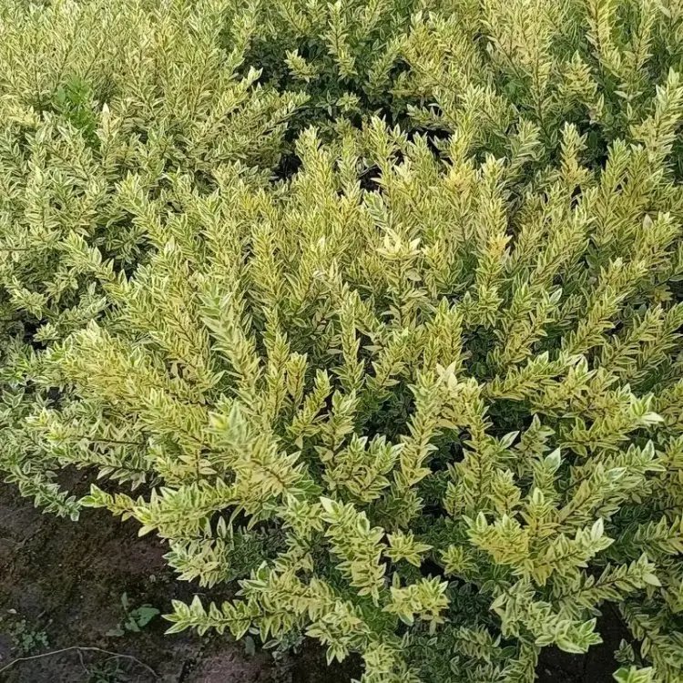 花葉香桃木杯苗容器苗