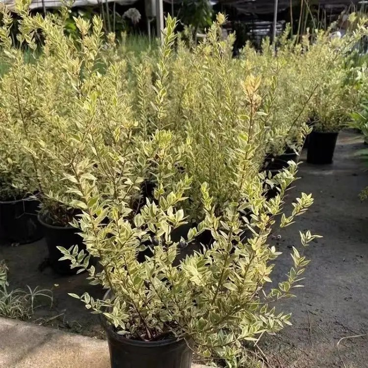 花葉香桃木杯苗容器苗