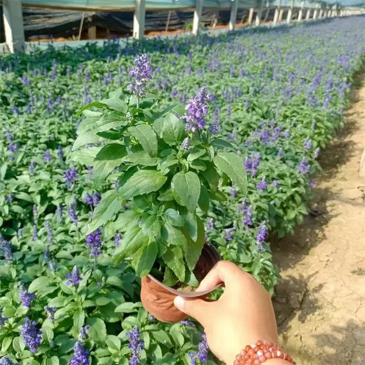<a href='http://www.hn123.net.cn/caohuazhongzi/1626.html' target='_blank'>鼠尾草</a>杯苗容器苗