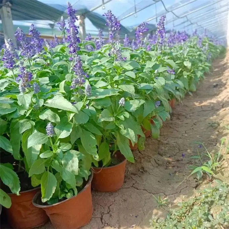 鼠尾草杯苗容器苗