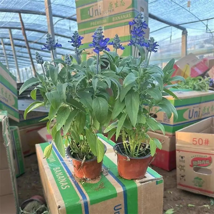 鼠尾草杯苗容器苗