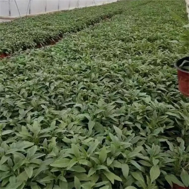 鼠尾草杯苗容器苗