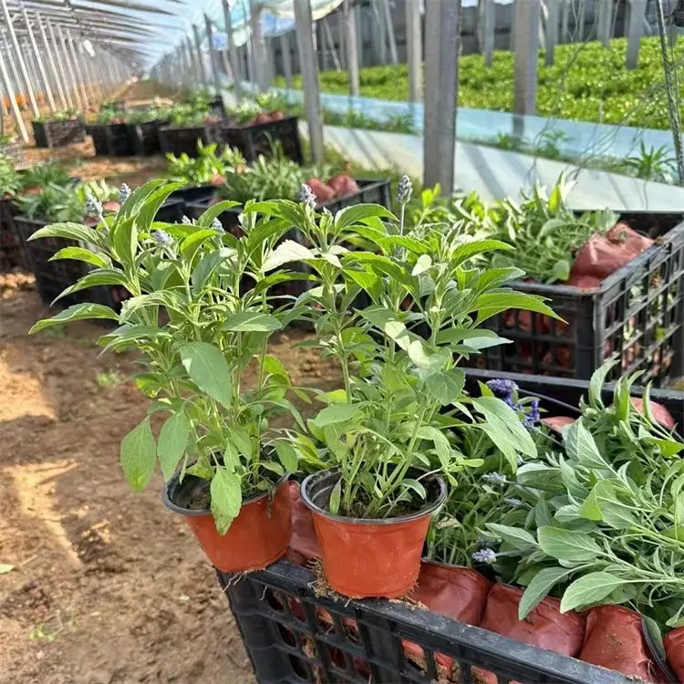 鼠尾草杯苗容器苗
