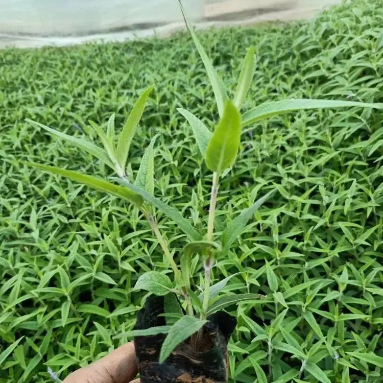 鼠尾草杯苗容器苗