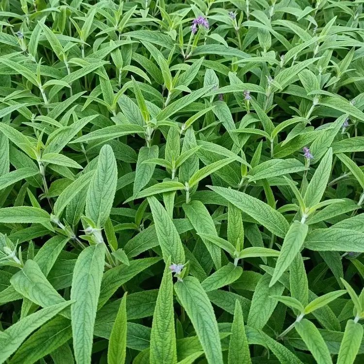 鼠尾草杯苗容器苗
