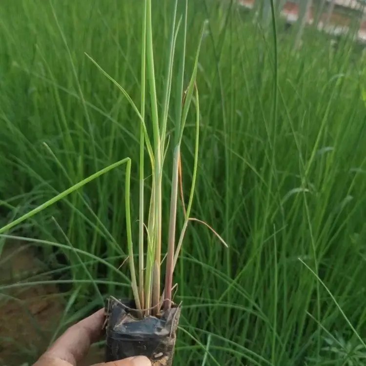 <a href='http://www.hn123.net.cn/shuishengshuicao/3432.html' target='_blank'>水蔥</a>杯苗容器苗