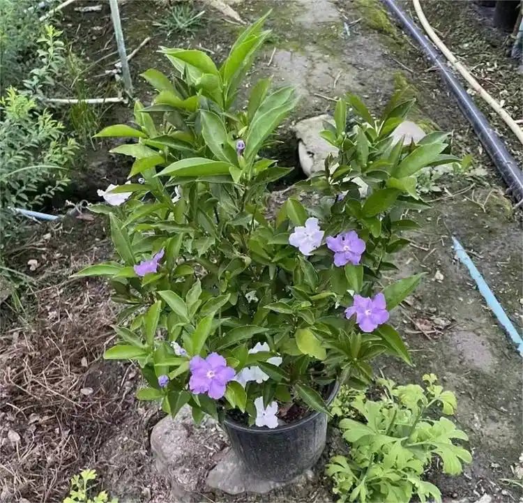 雙色茉莉杯苗容器苗
