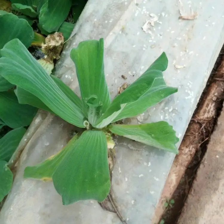 水芙蓉杯苗容器苗