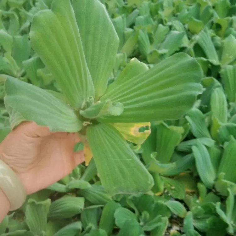水芙蓉杯苗容器苗