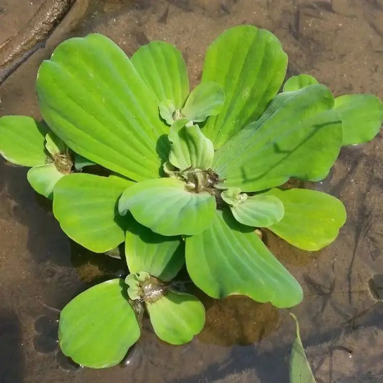 水芙蓉杯苗容器苗
