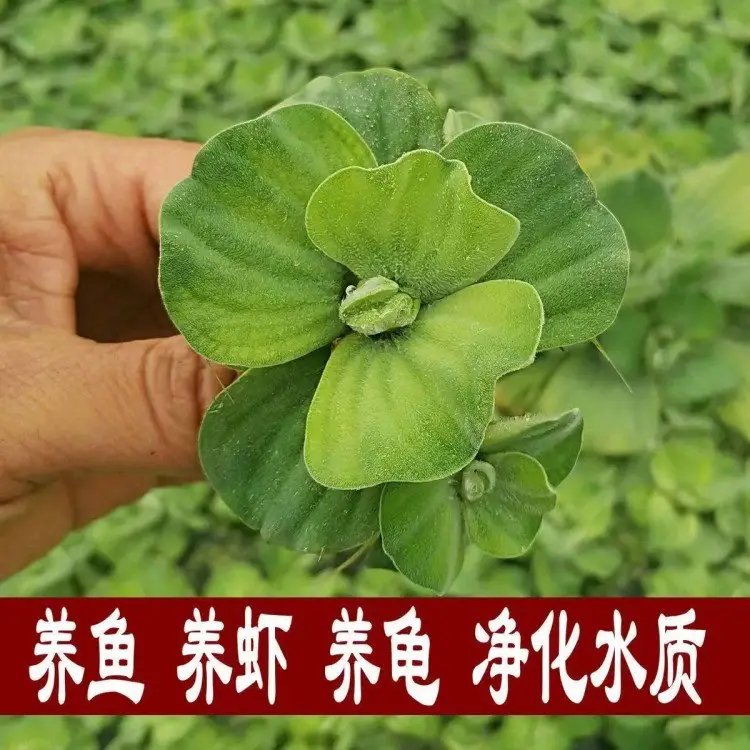 水芙蓉杯苗容器苗