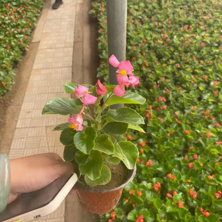 四季海棠杯苗容器苗