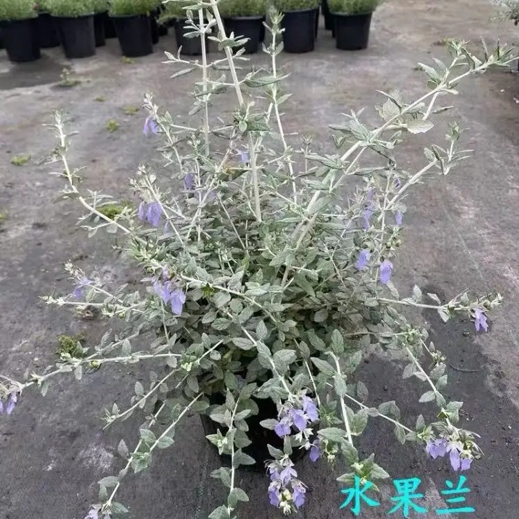 水果蘭杯苗容器苗