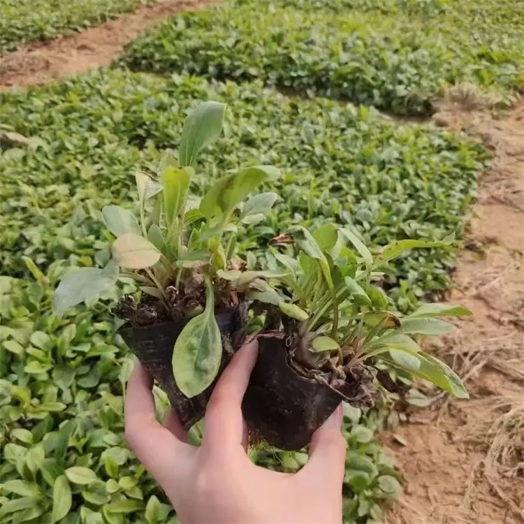 松果菊杯苗容器苗