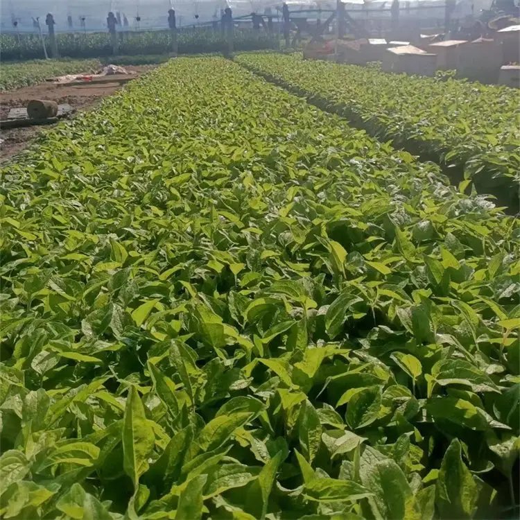 松果菊杯苗容器苗
