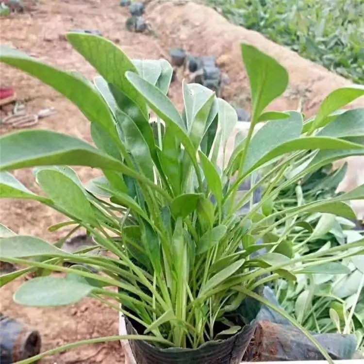 宿根天人菊