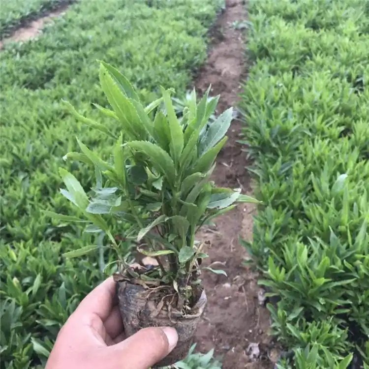 隨意草杯苗容器苗